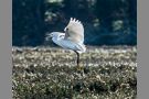 Levitating Snowy Egret